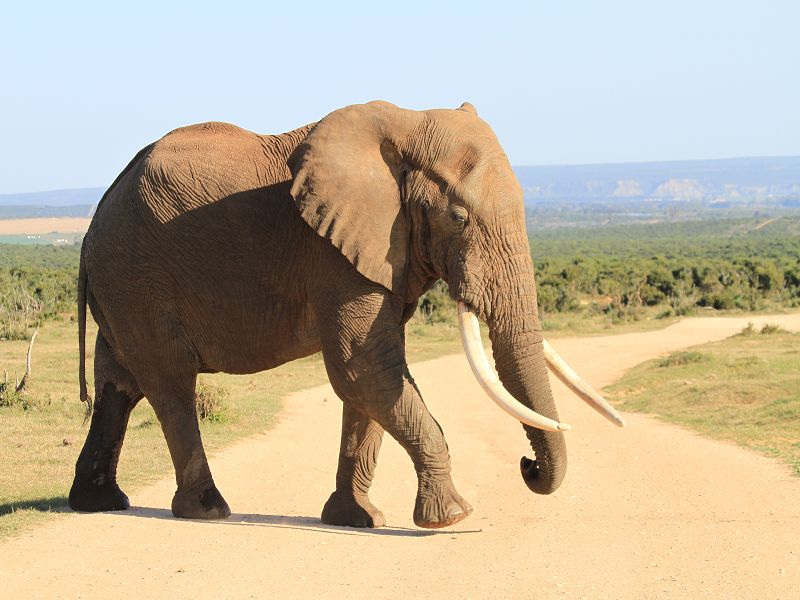 Addo Elephant Nationalpark 