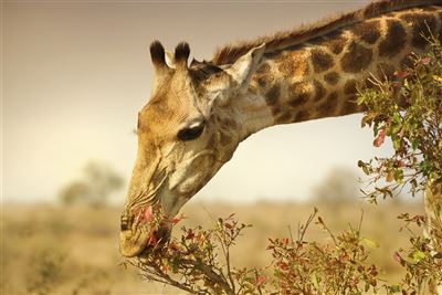 Giraffe im Krüger Nationalpark