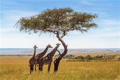 Giraffen in Südafrika