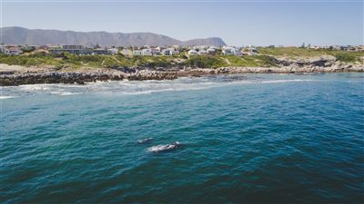 Walhauptstadt Hermanus