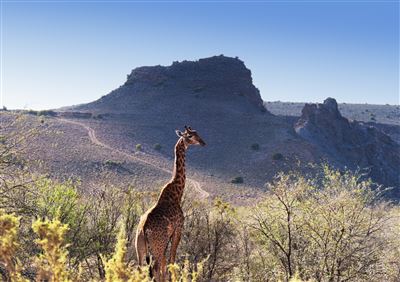Giraffe in der kleinen Karoo