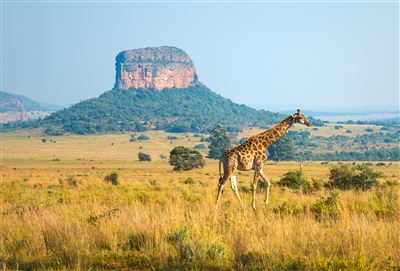 Giraffe in Limpopo