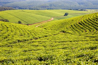 Teeplantagen in Tzaneen