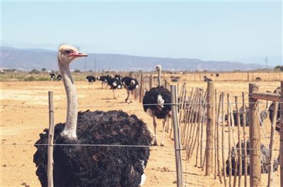 Straußenfarm in Oudtshoorn