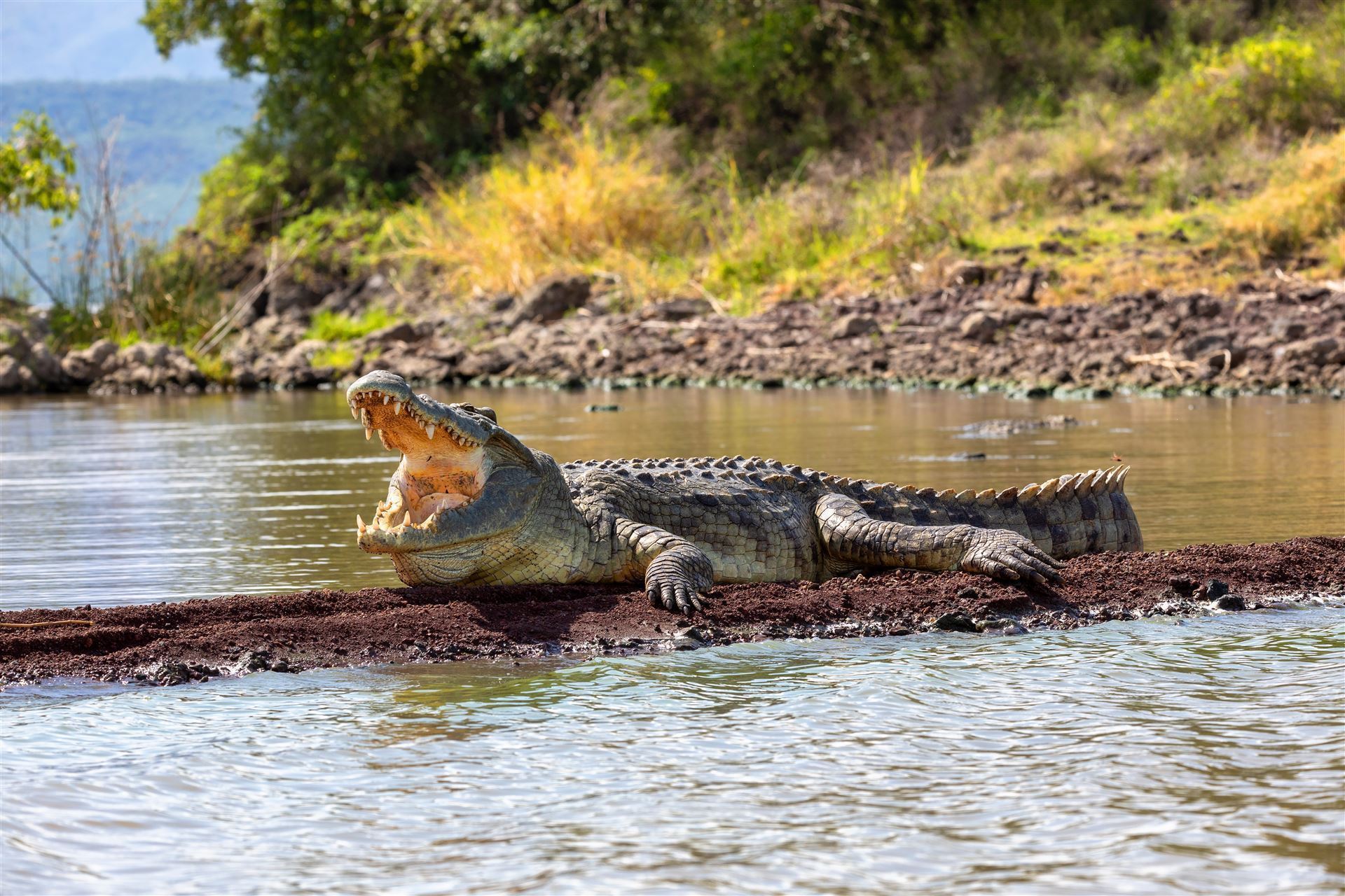 Krokodil am Chamo See