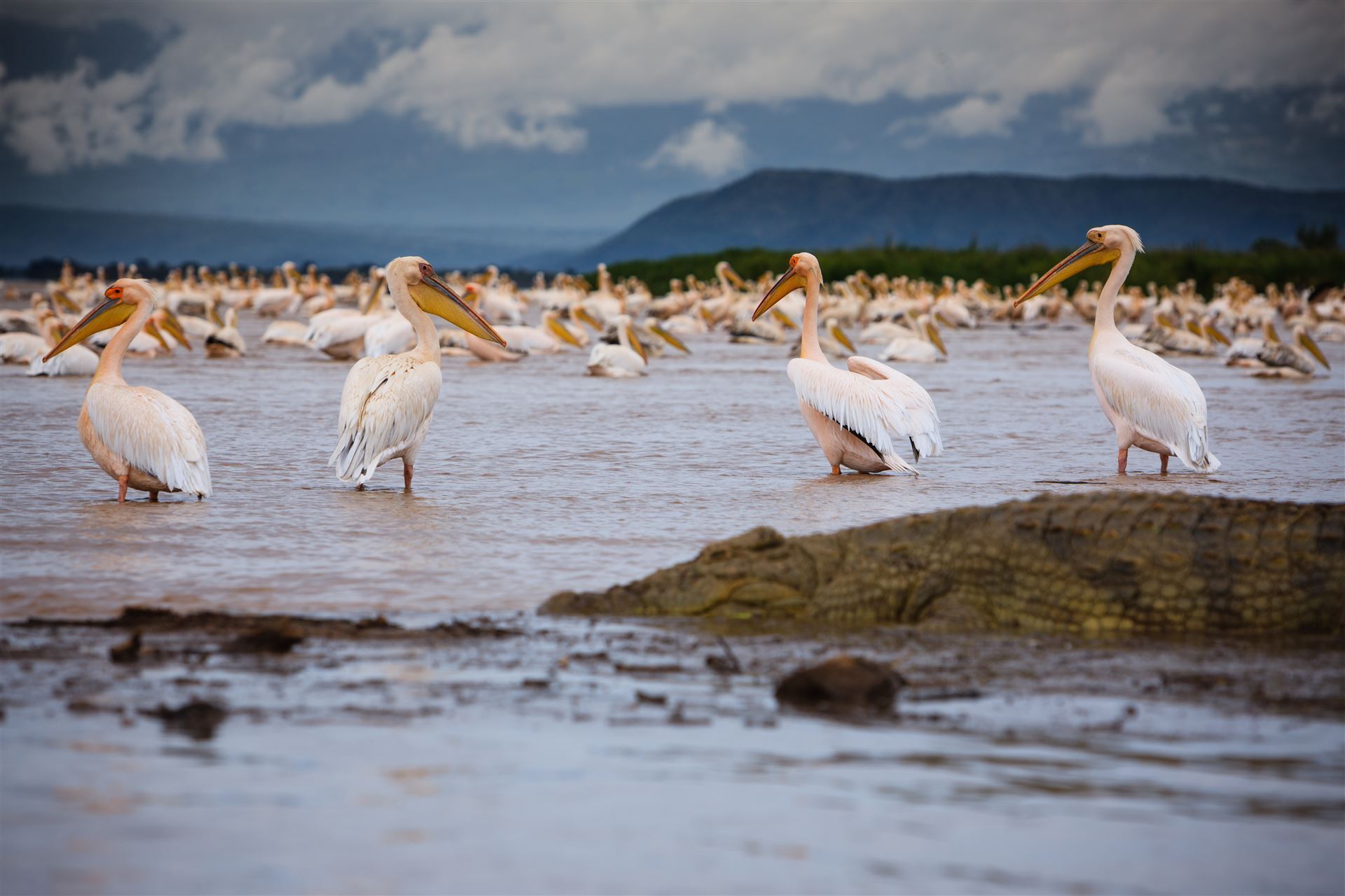 Pelikane auf dem Chamo See in Arba Minch