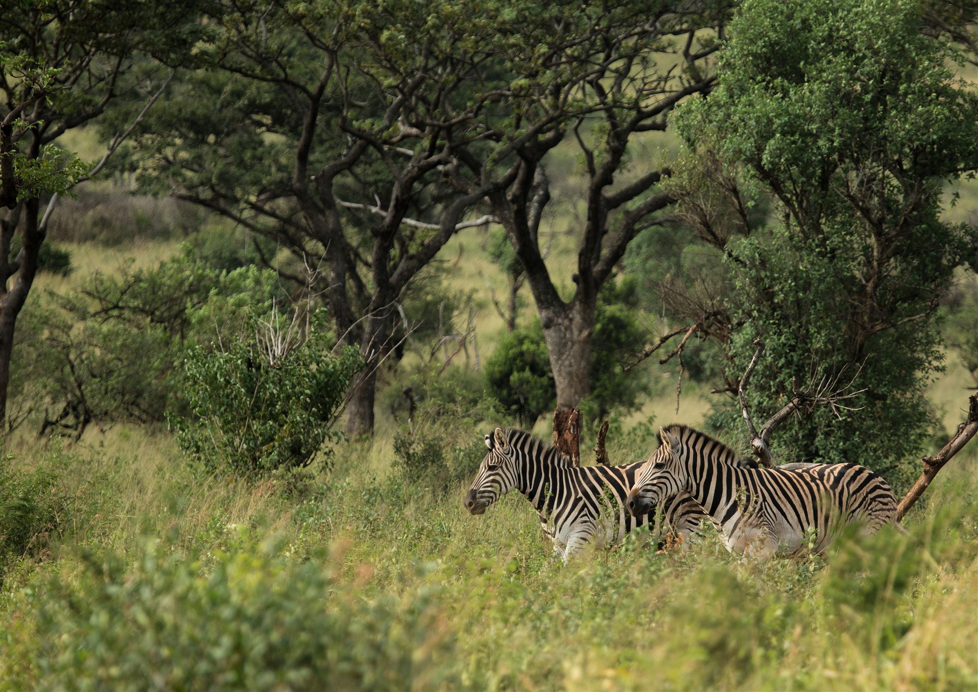 Zebras im Ezulweni Valley