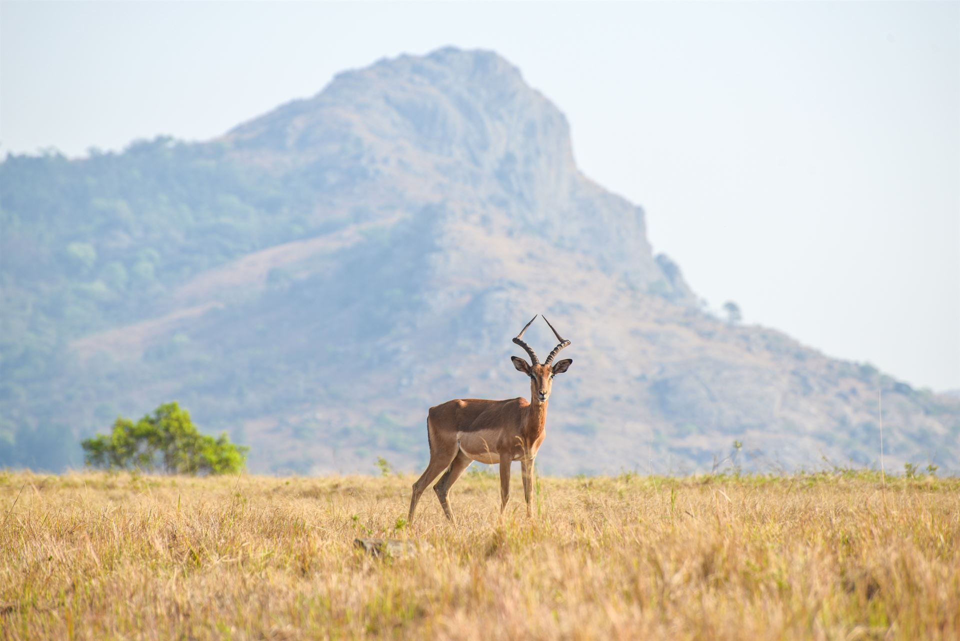 Gazelle im Mlilwane Wildlife Sanctuary