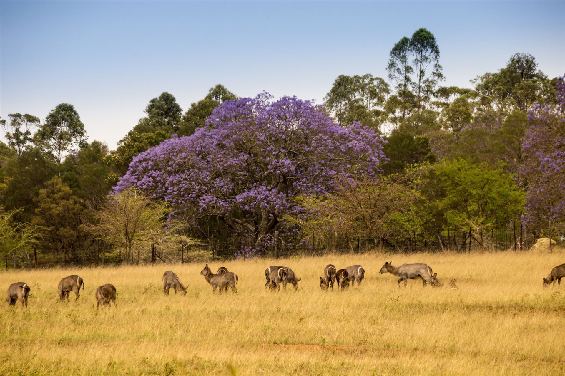 Herde Wasserböcke im Mlilwane Wildlife Sanctuary