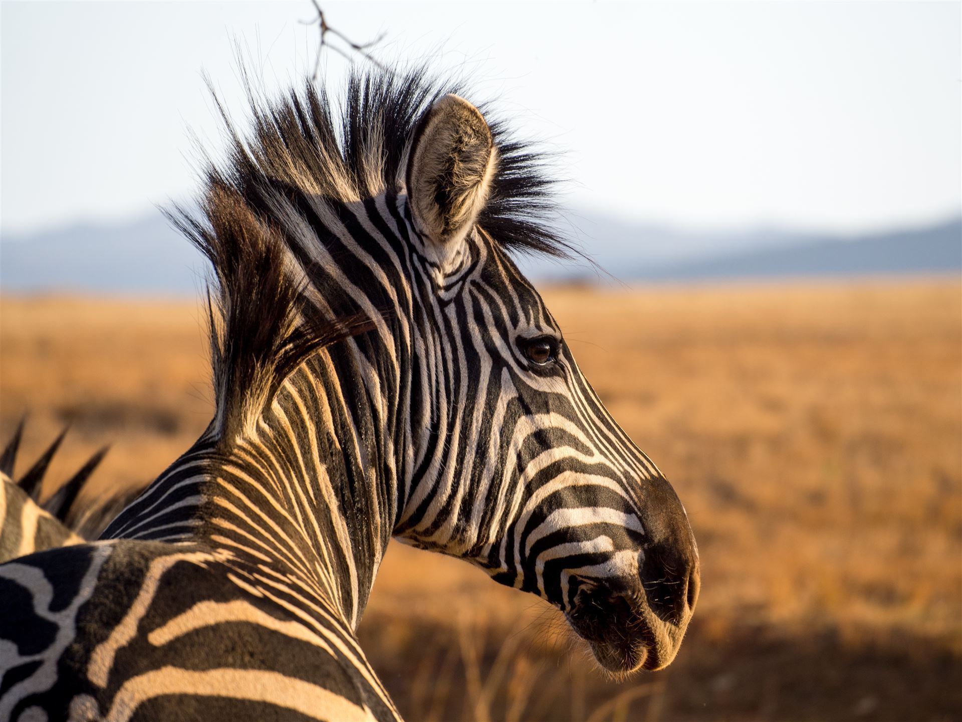 Zebra im Mlilwane Wildlife Sanctuary