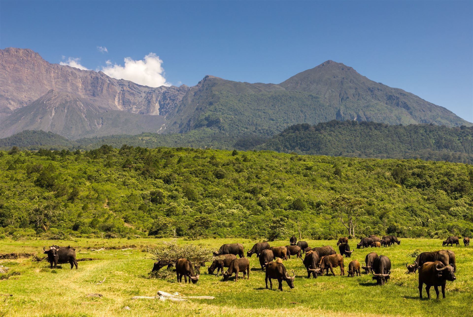 Büffelherdeim Arusha Nationalpark vor dem Mount Meru