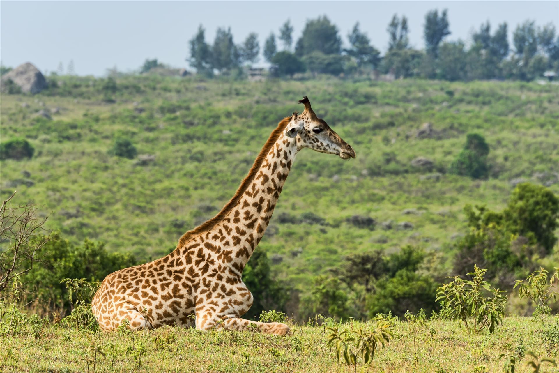 Liegende Giraffe