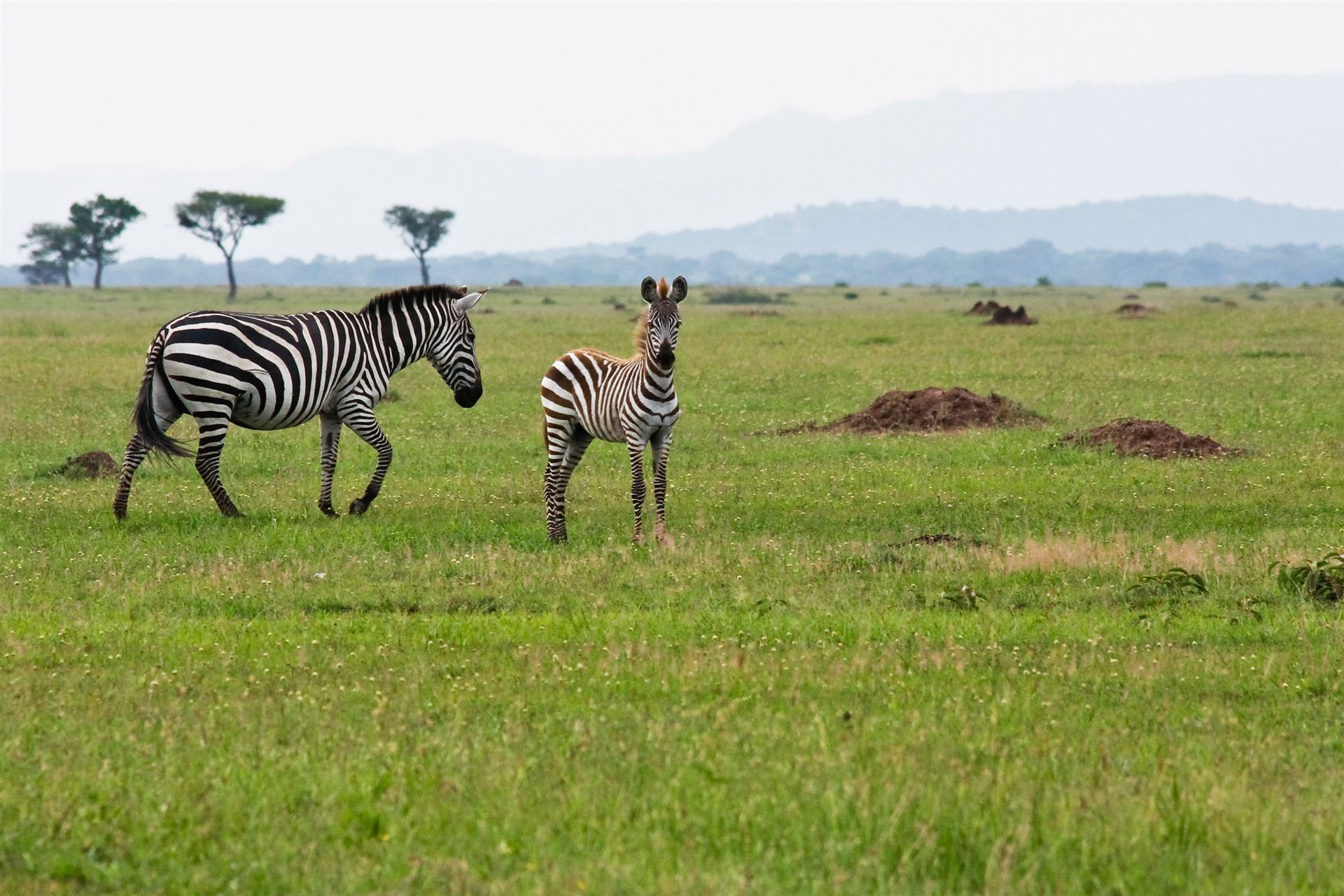 Zebrafamilie Mutter mit Kind