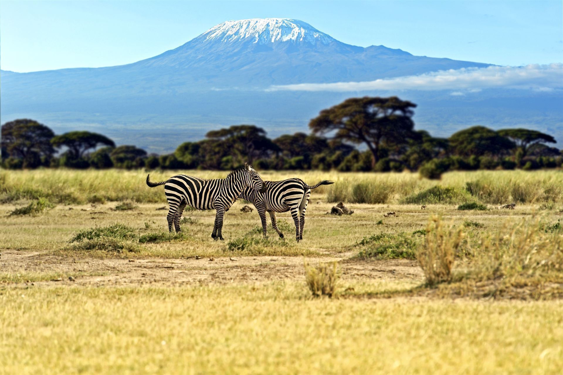 Zebras mit Kilimandscharo im Hitergrund