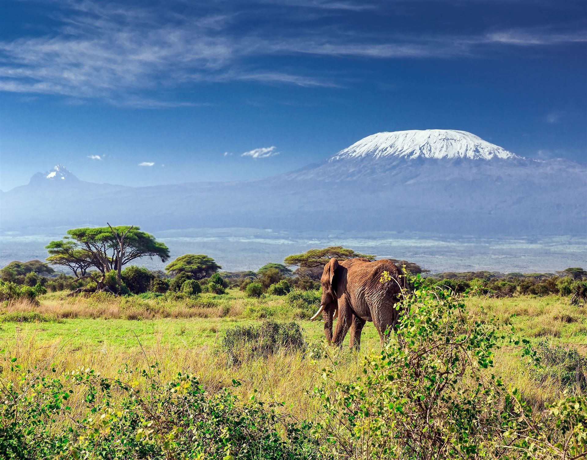 Elefant vor dem Kilimandscharo