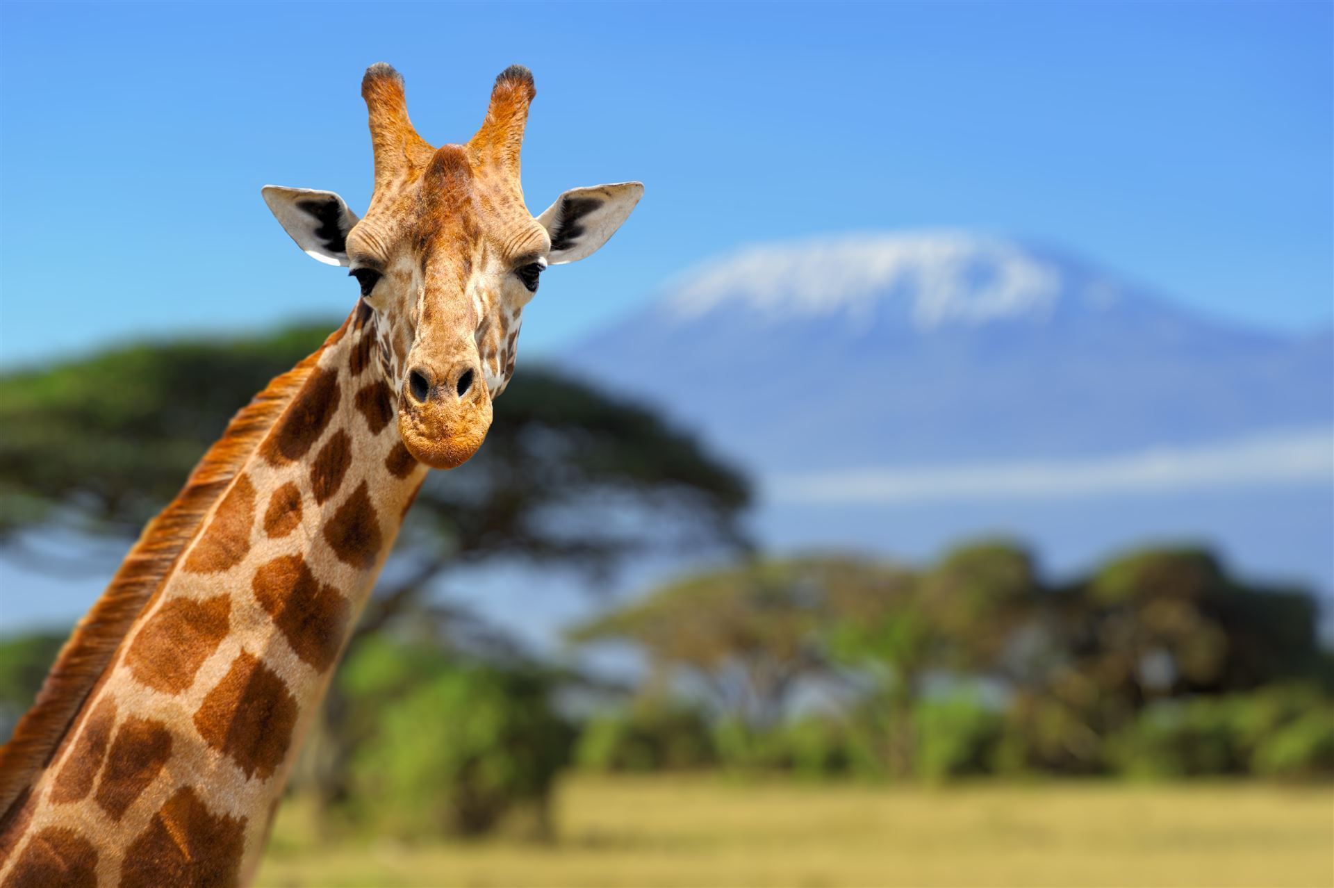 Giraffe vor Kilimanjaro