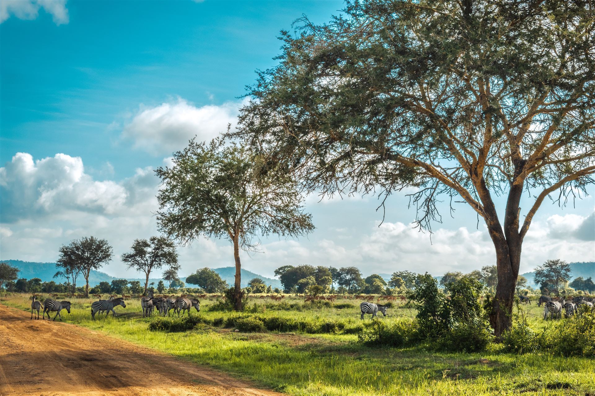 Safari im Mikumi National Park