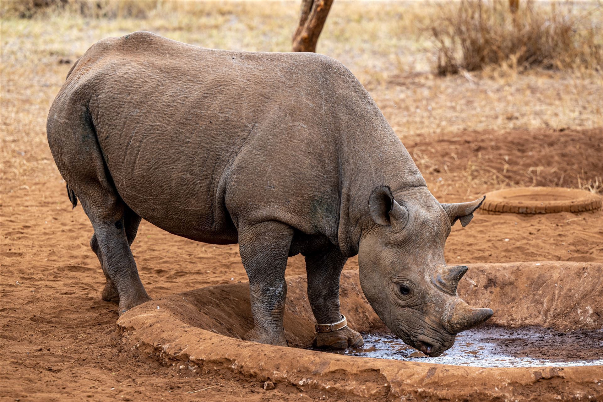 Wasser mit Nashorn