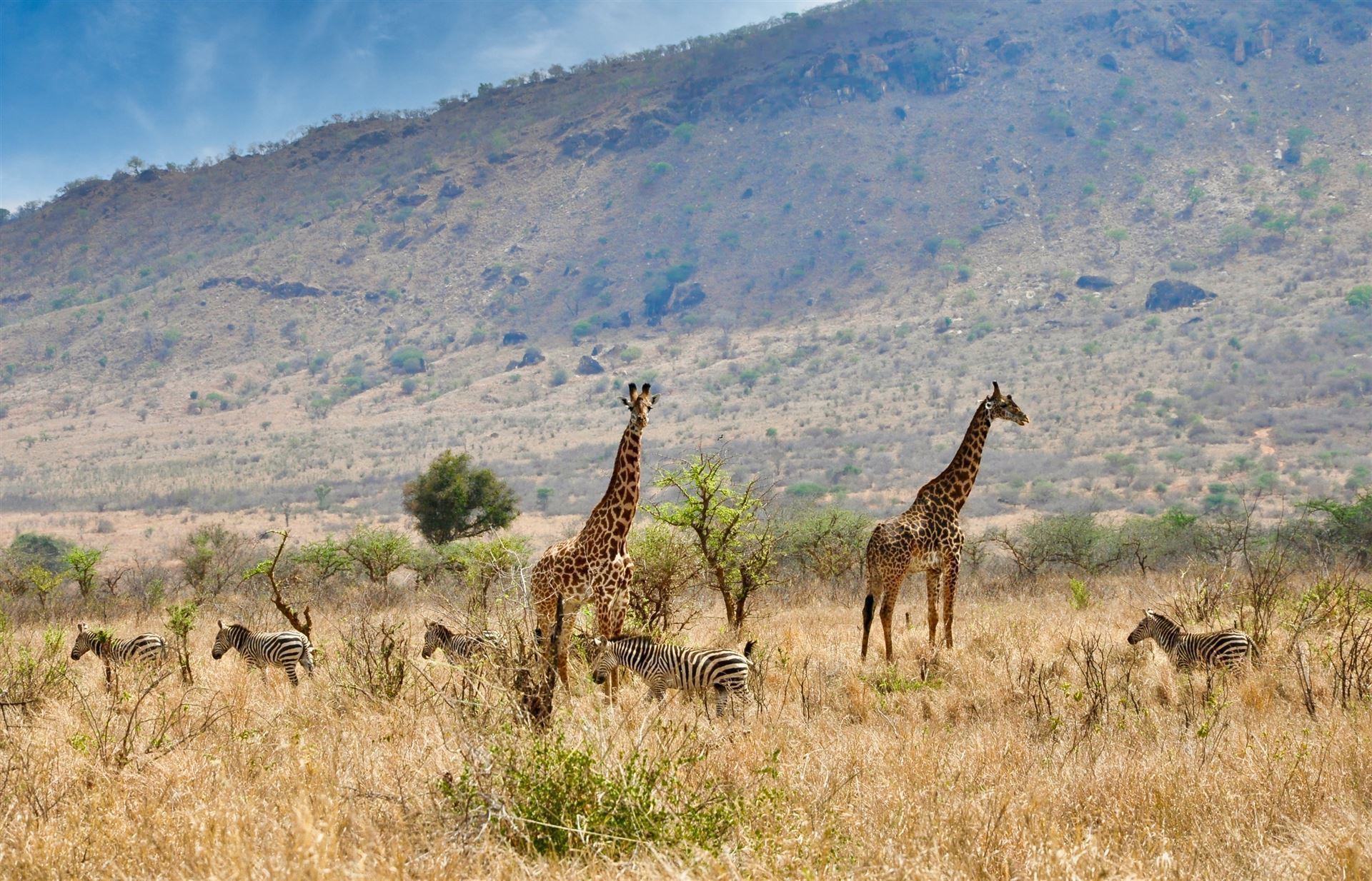 Mkomazi Park mit Giraffe