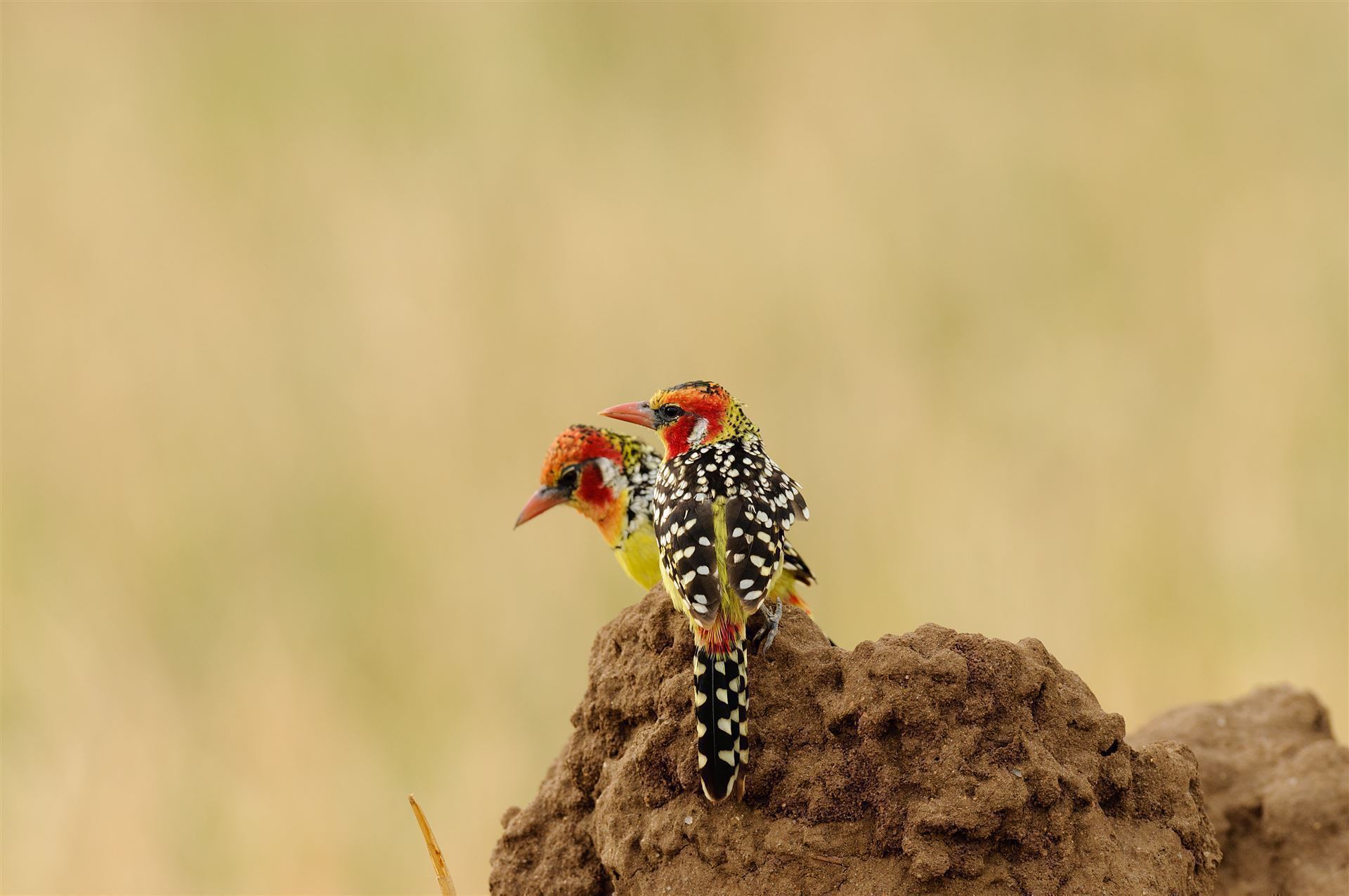 Nationalpark Tansania Barbet Vögel
