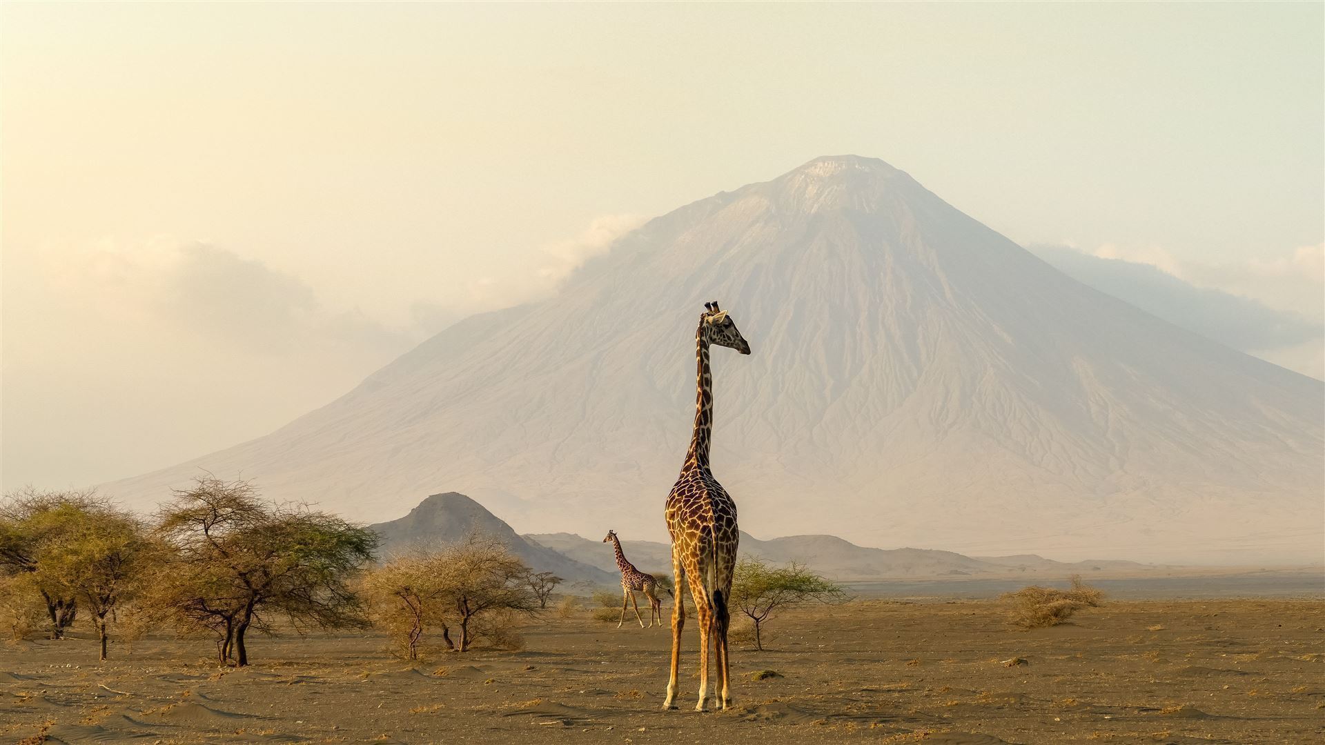 Ngorongoro Krater mit Giraffen