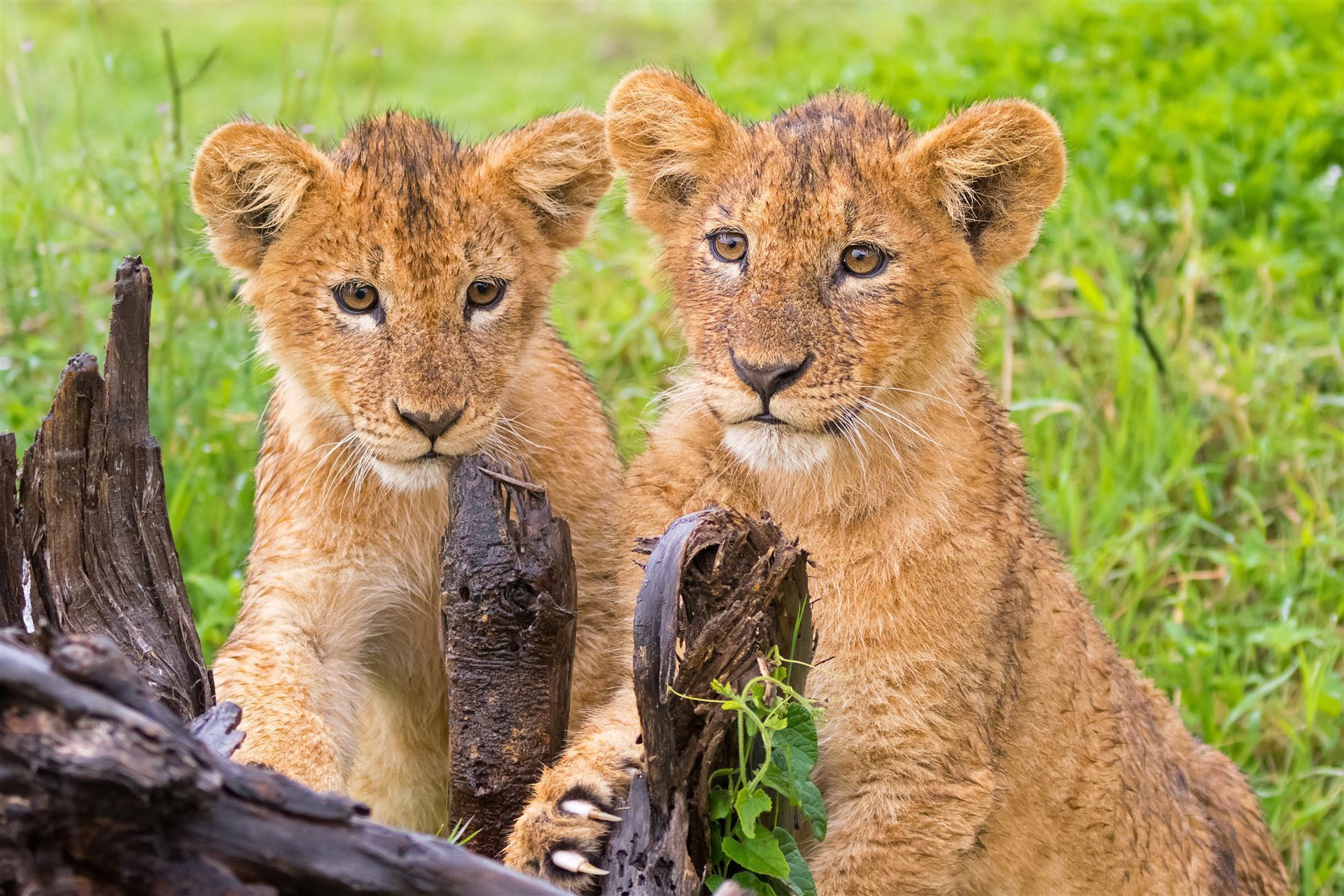 Löwenbabys im Ngorongoro Krater