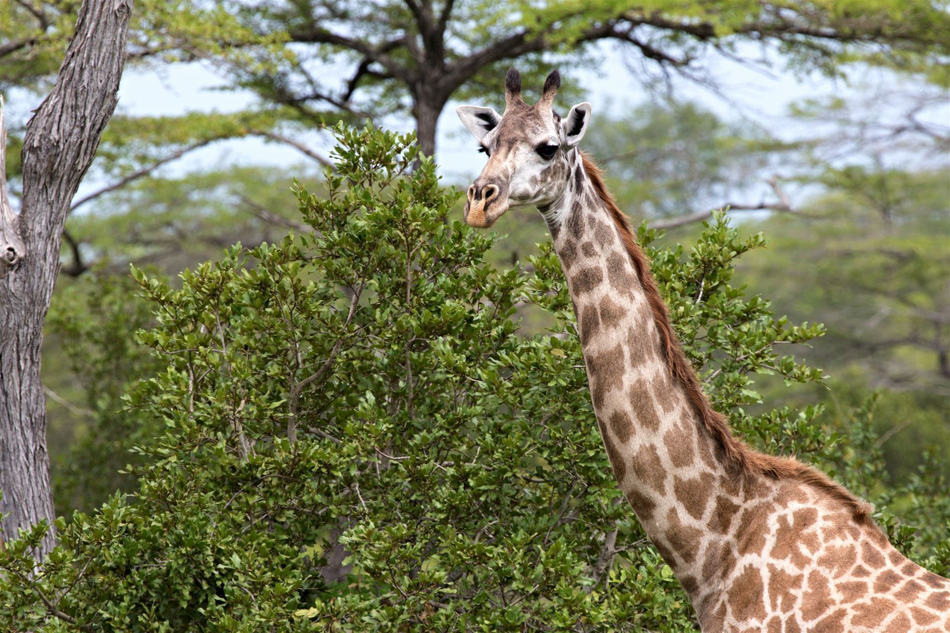 Nyerere Nationalpark mit Giraffe