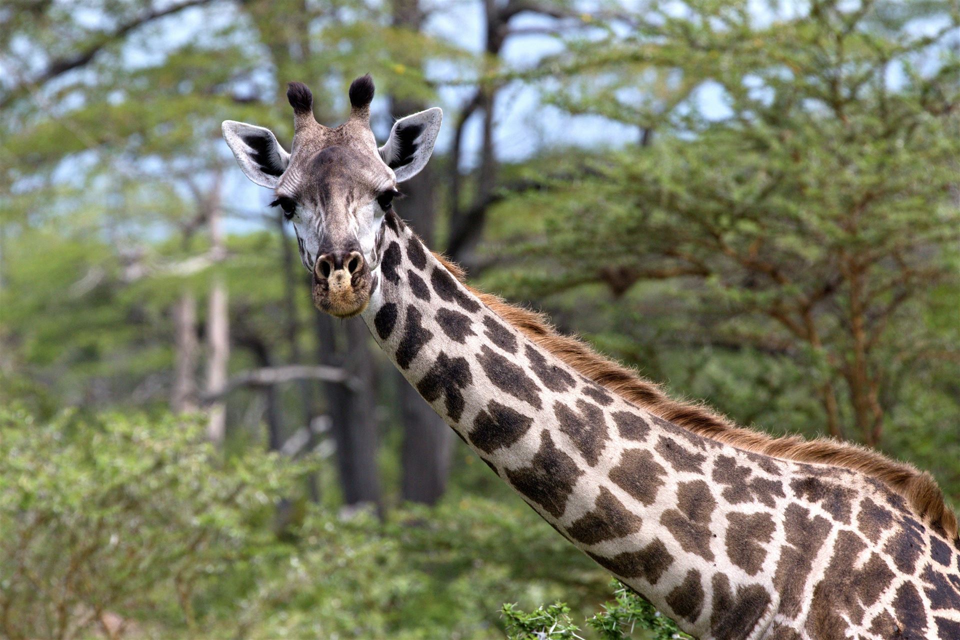 Nyerere Park mit Massai Giraffe