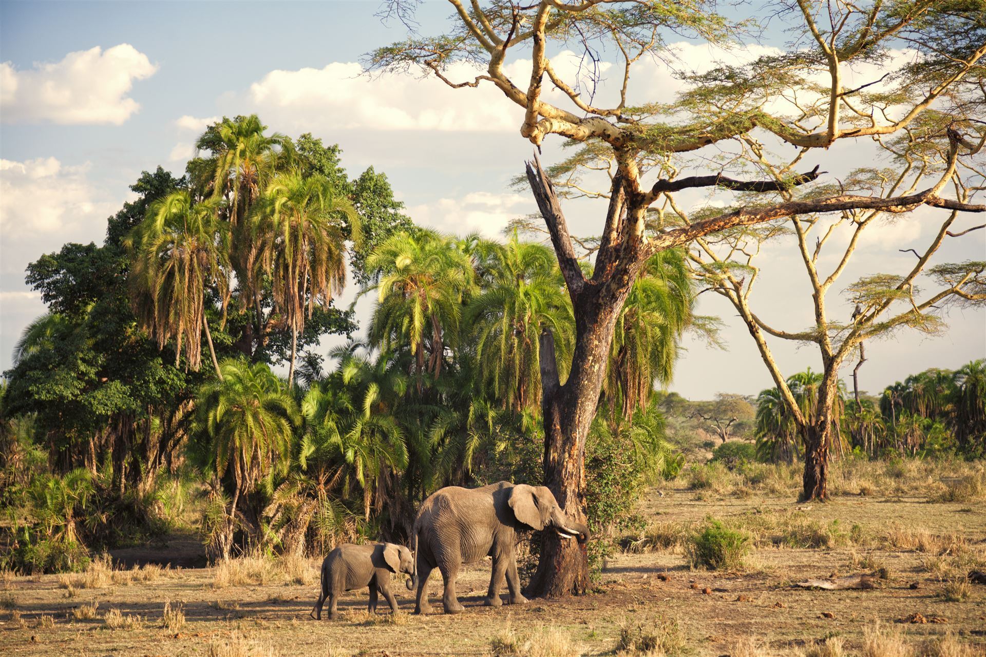 Elefanten im Ruaha Nationalpark