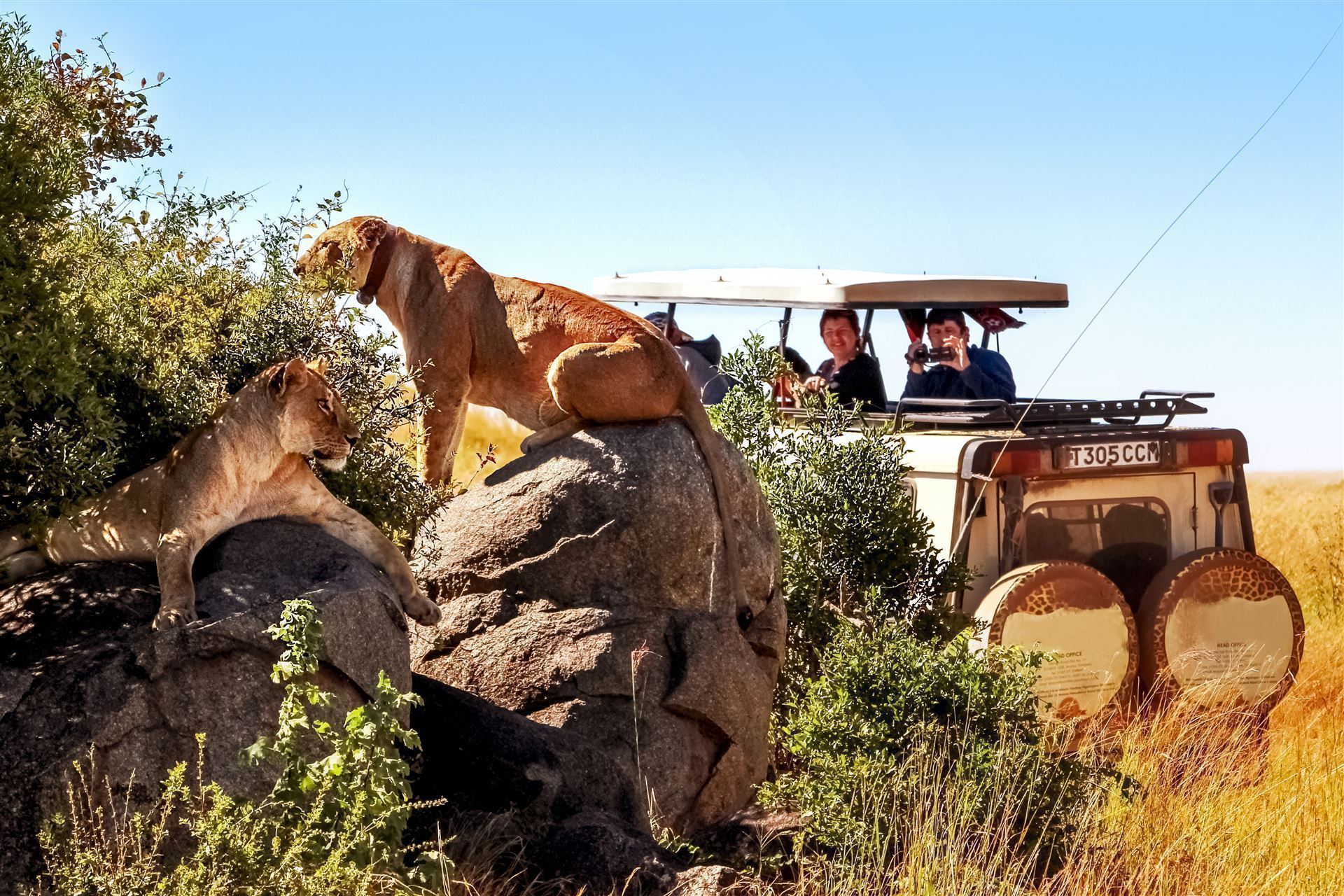 Nationalpark Safari Tansania