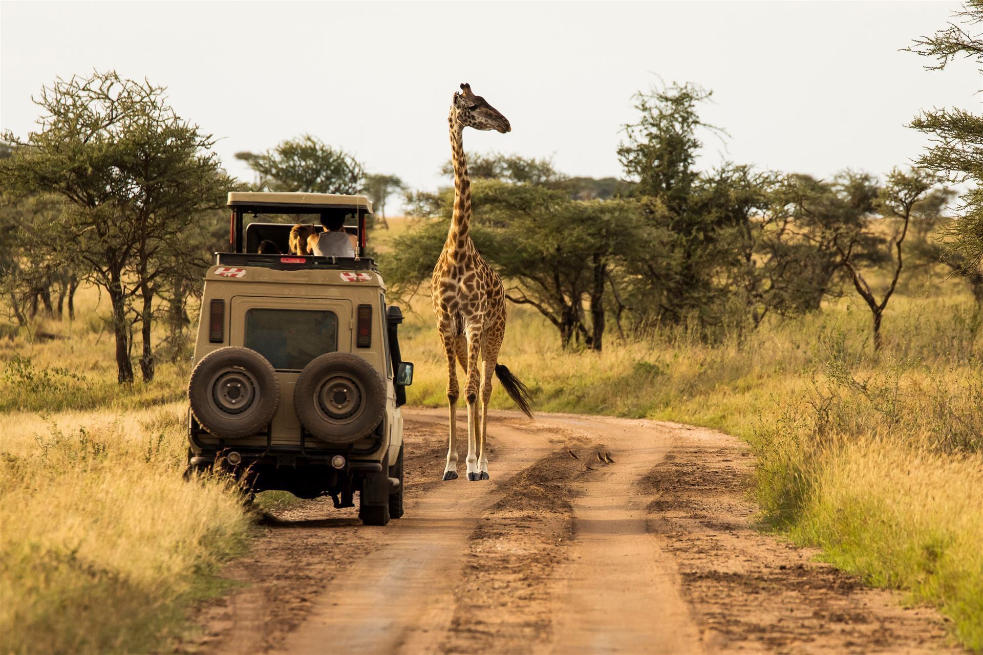 Safari mit Giraffe