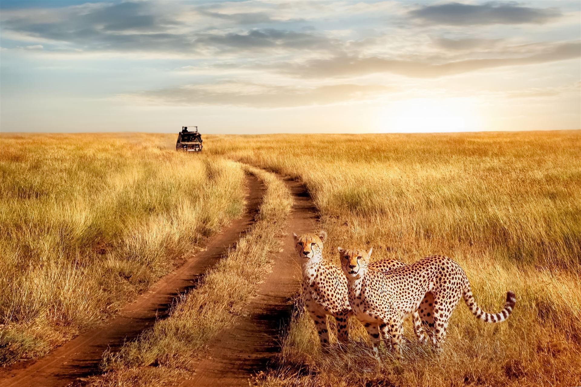 Nationalpark Safari Tansania Geparden