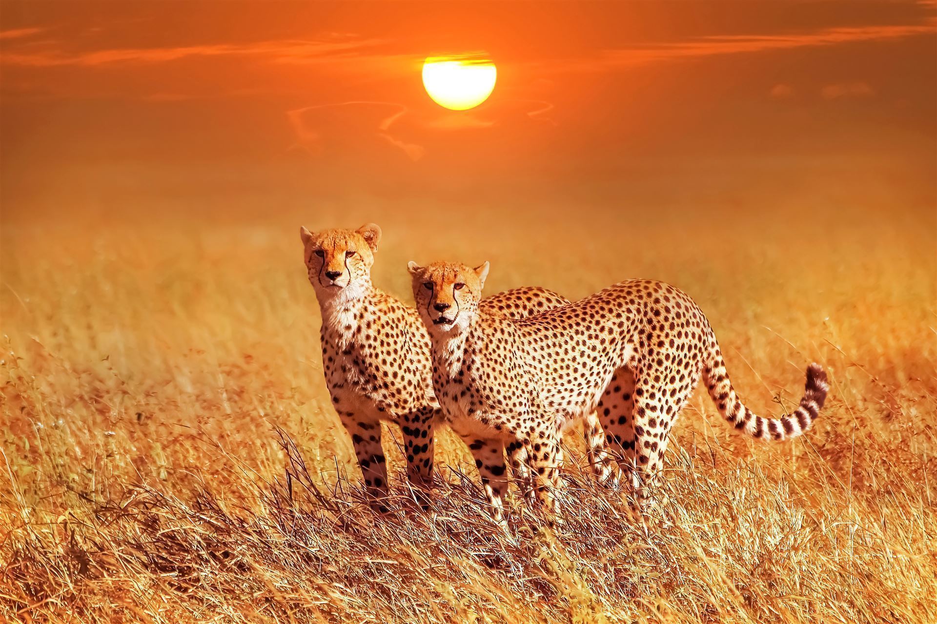 Tansania Nationalpark Gepardenpaar