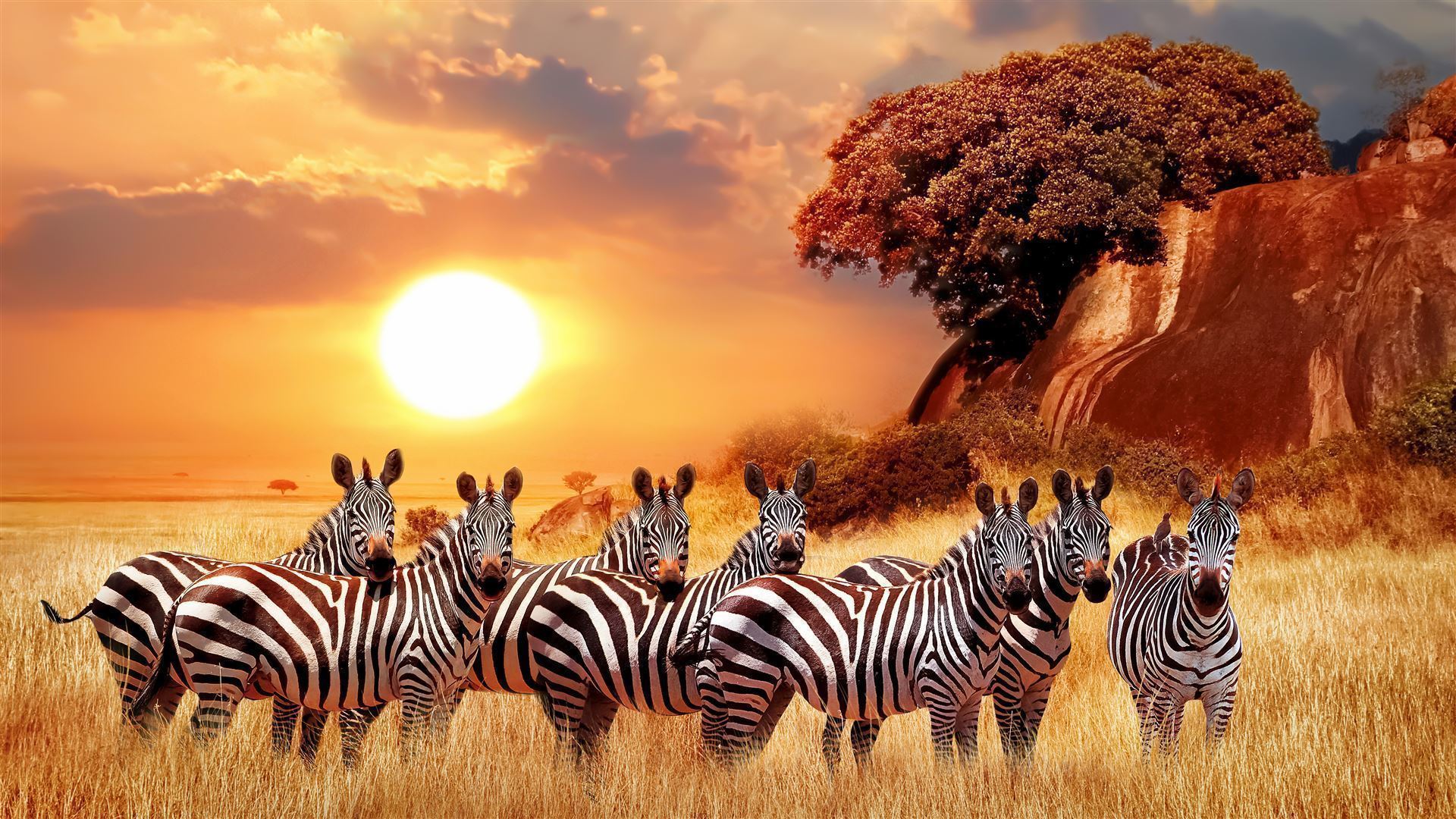 Zebragruppe Sonnenuntergang