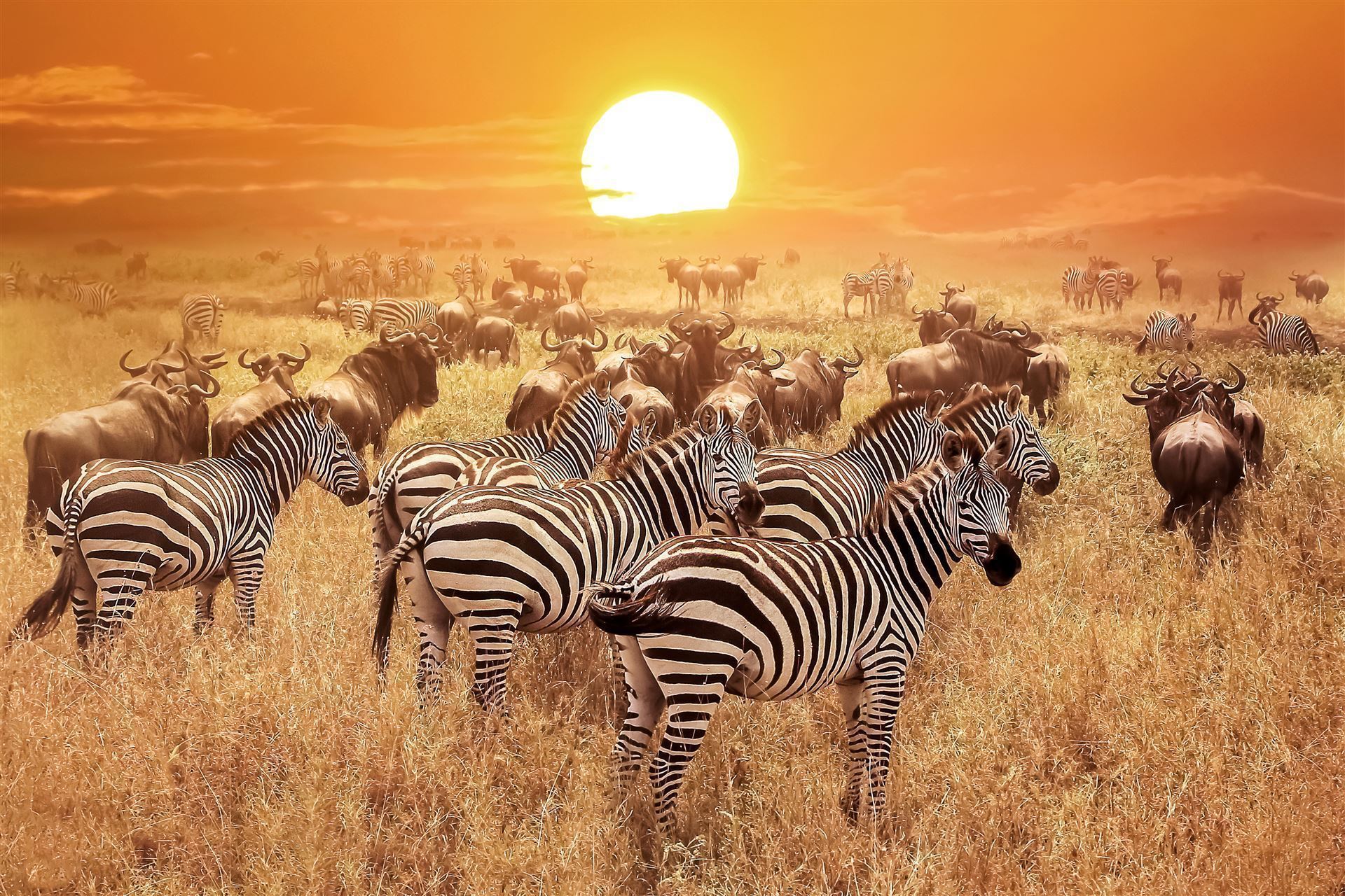 Serengeti Sonnenuntergang