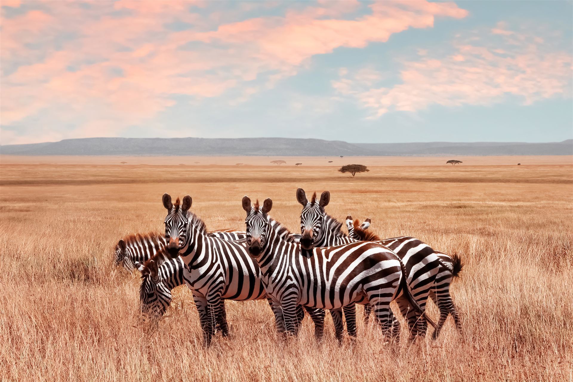 Zebras in Tansania