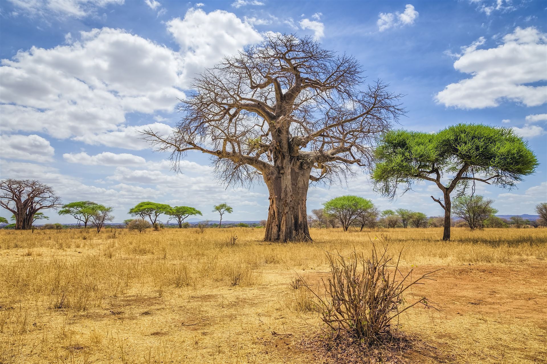 Tarangire Nationalpark Baobab Baum