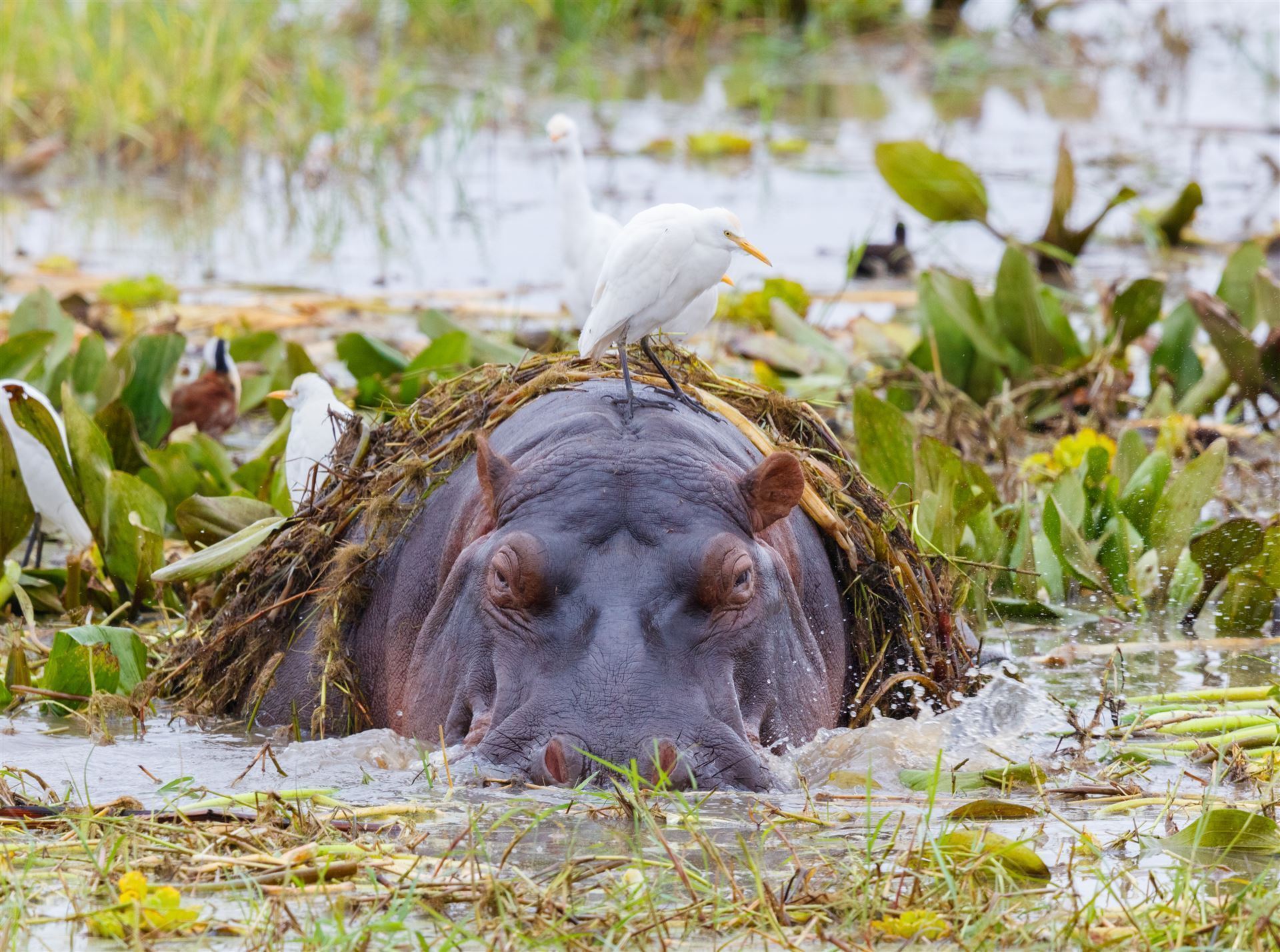 Flusspferd im Tarangire Nationalpark 