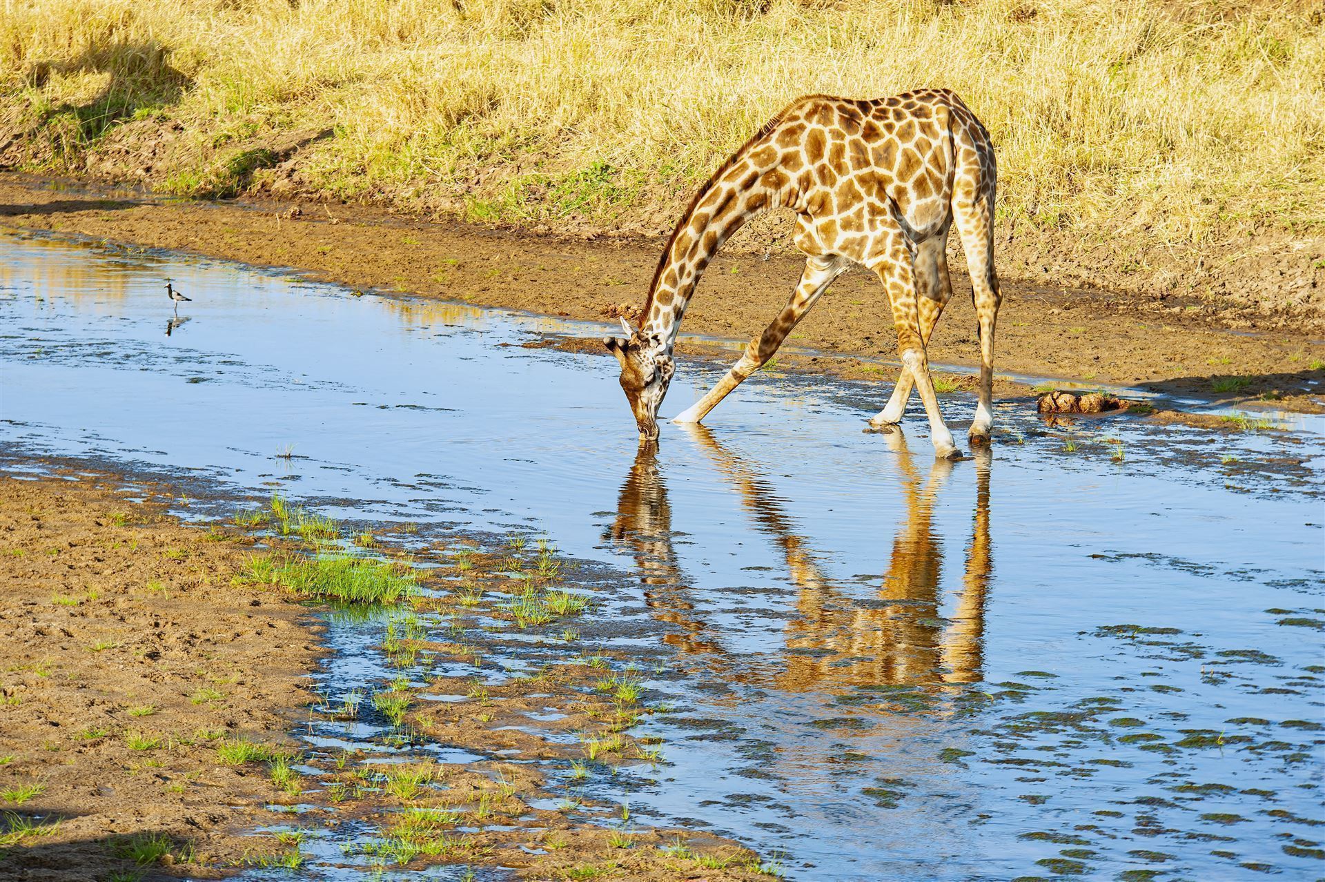 Trinkende Giraffe