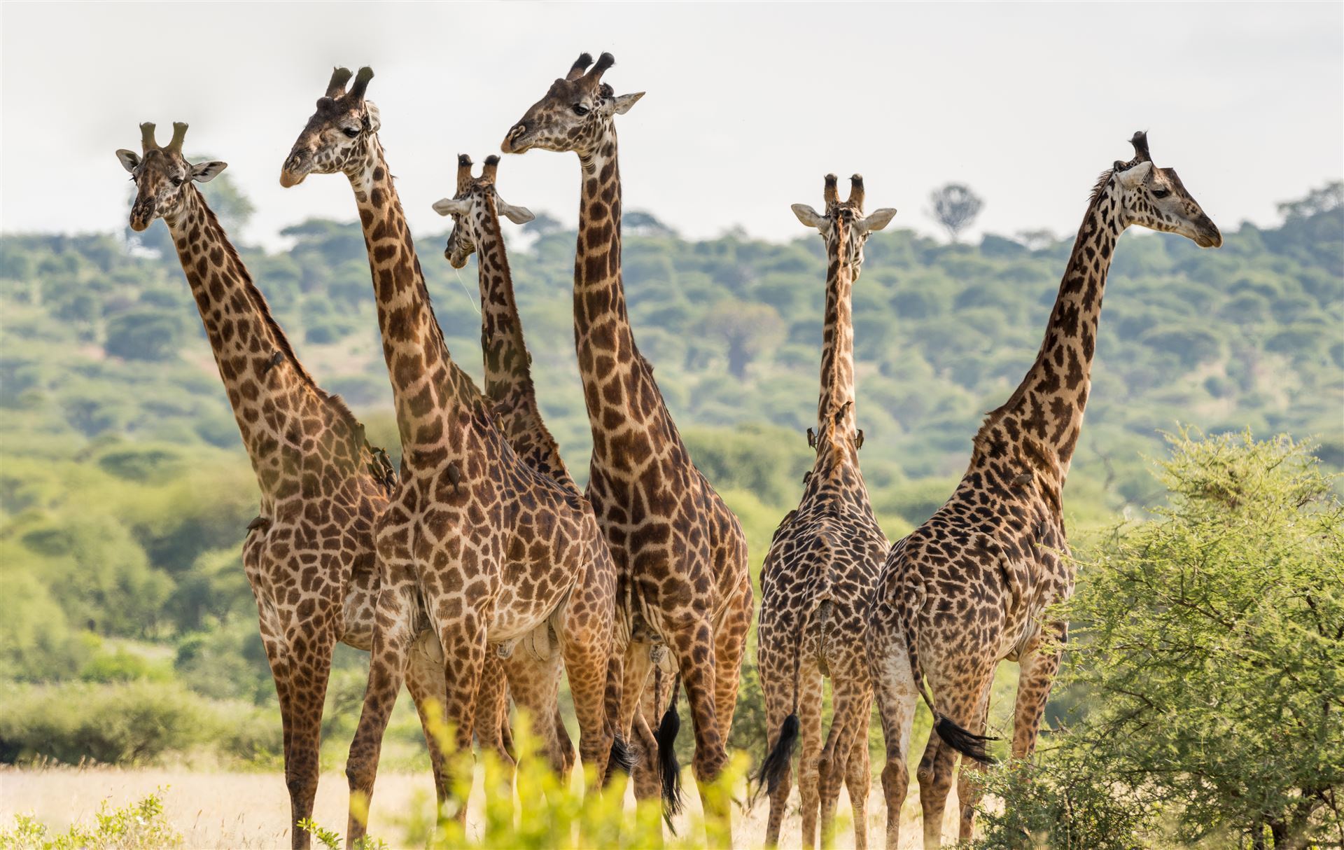 Tarangire Park mit Gruppe Giraffen