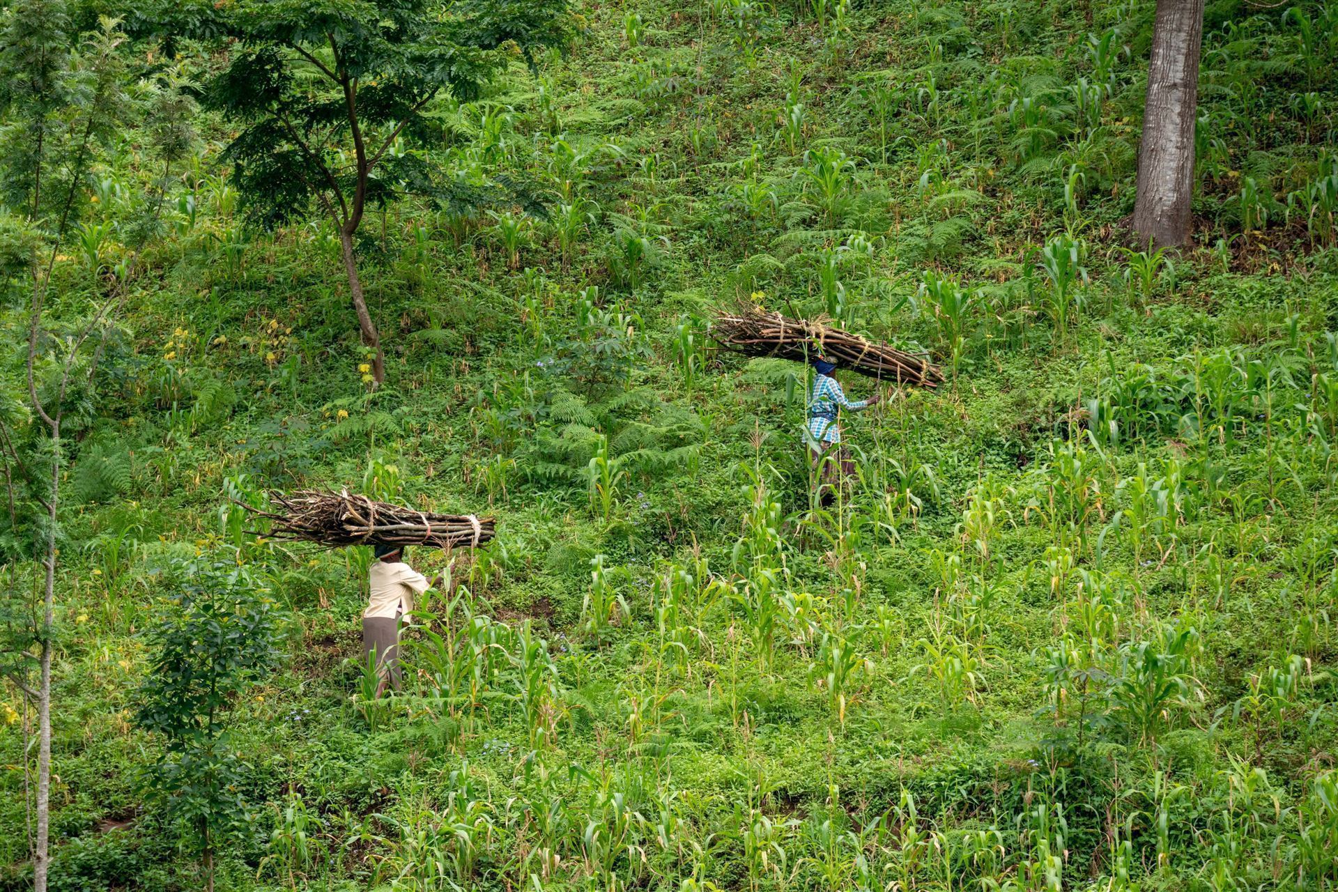 Usambara Berge