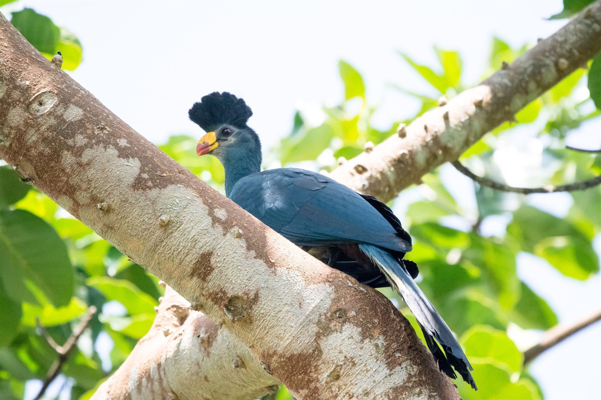 Blue Turaco