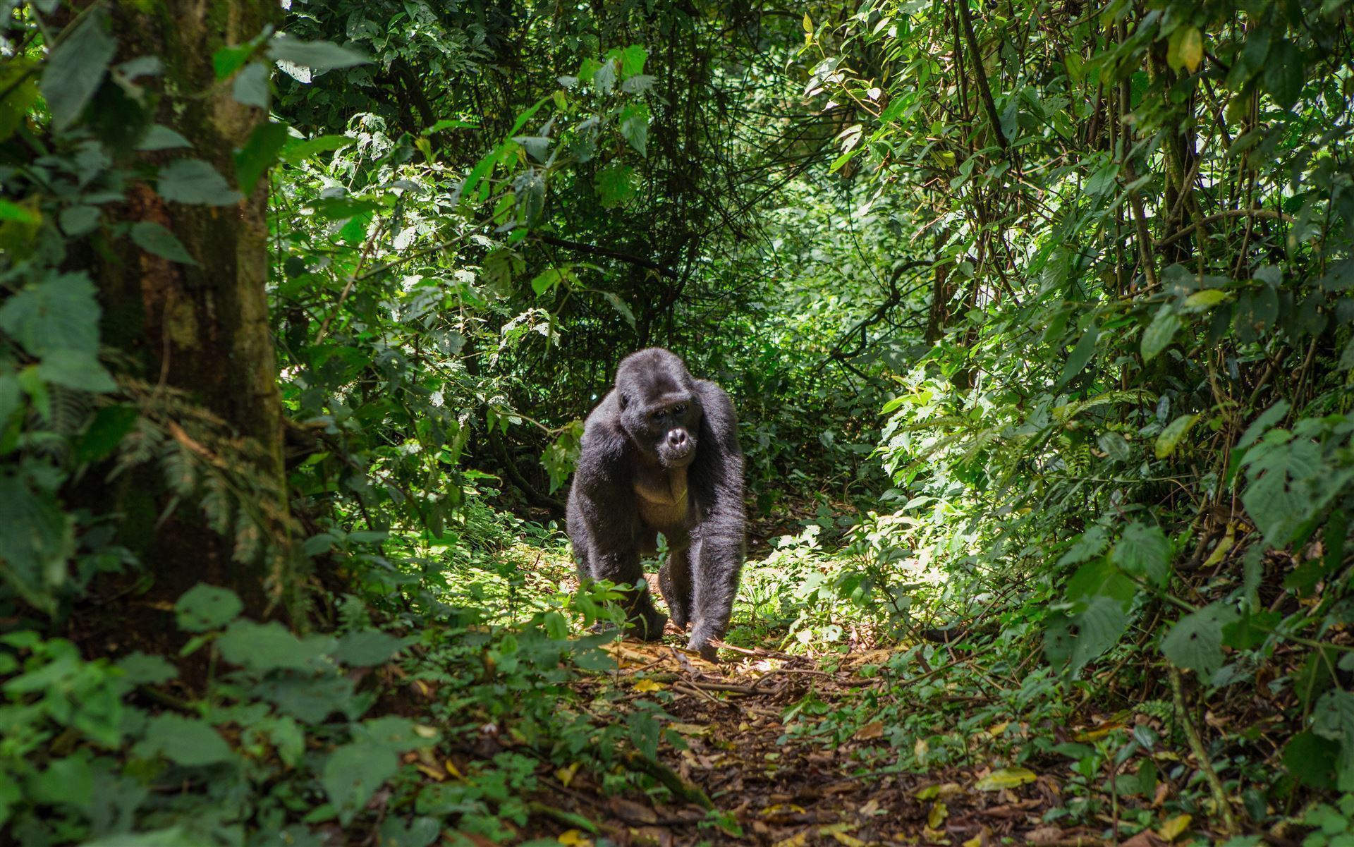 Bwindi Nationalpark mit Gorilla