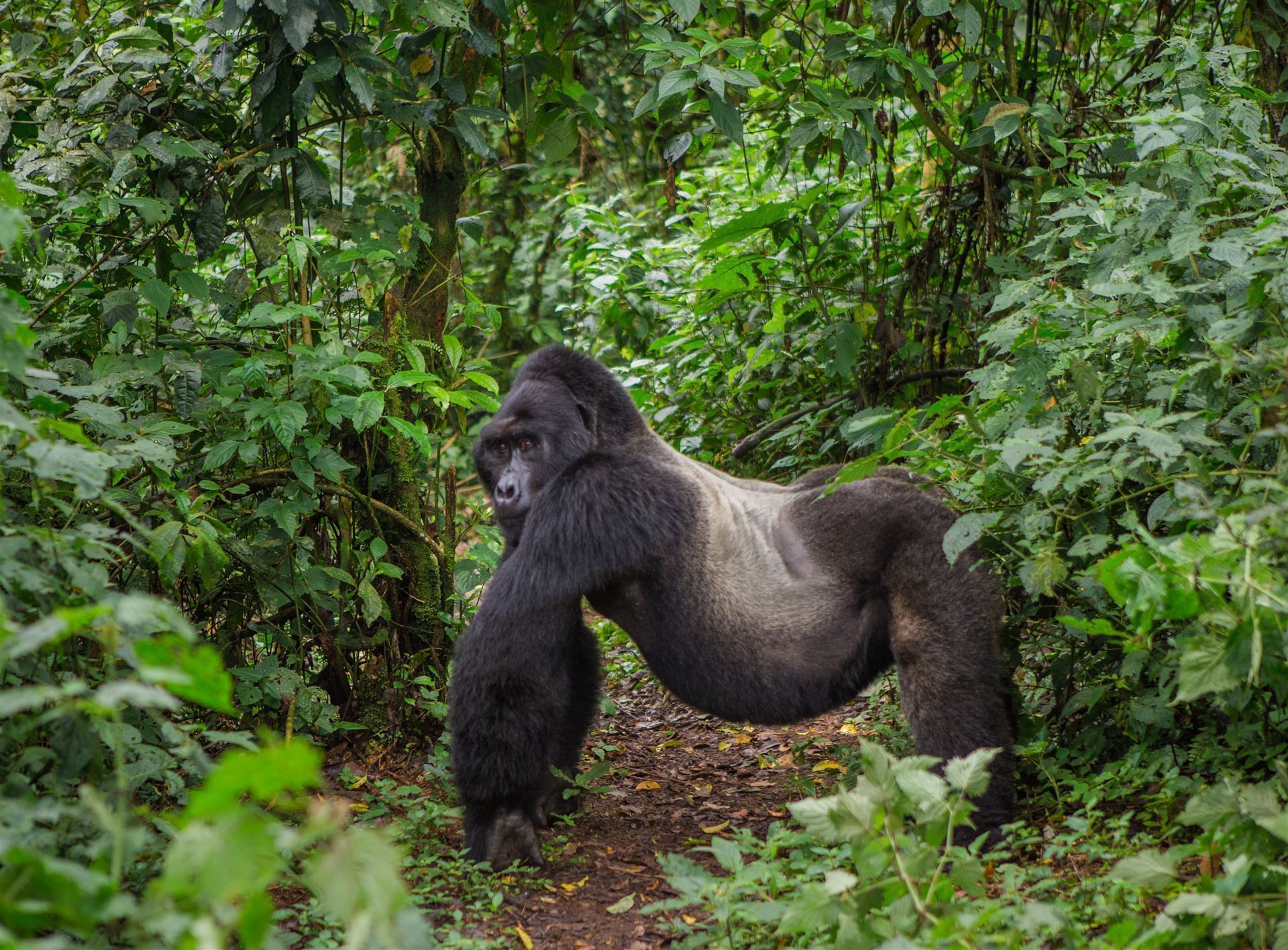 Gorilla