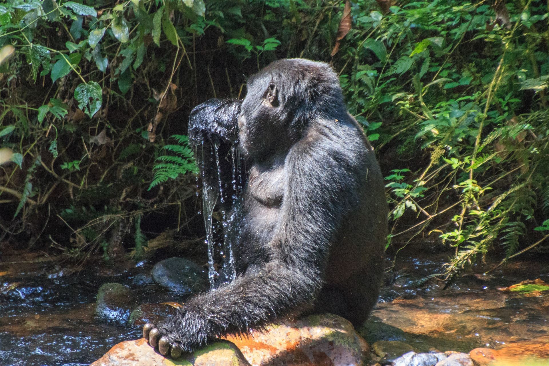 Gorilla am Wasser