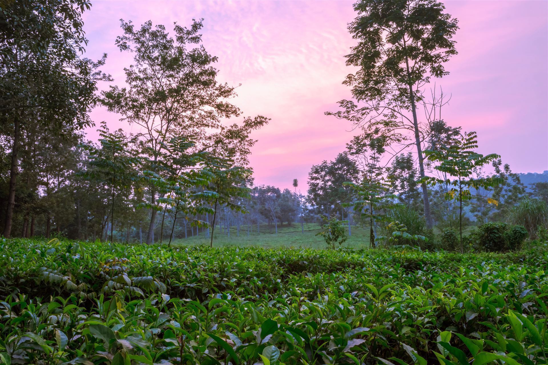 Teeplantage bei Sonnenuntergang