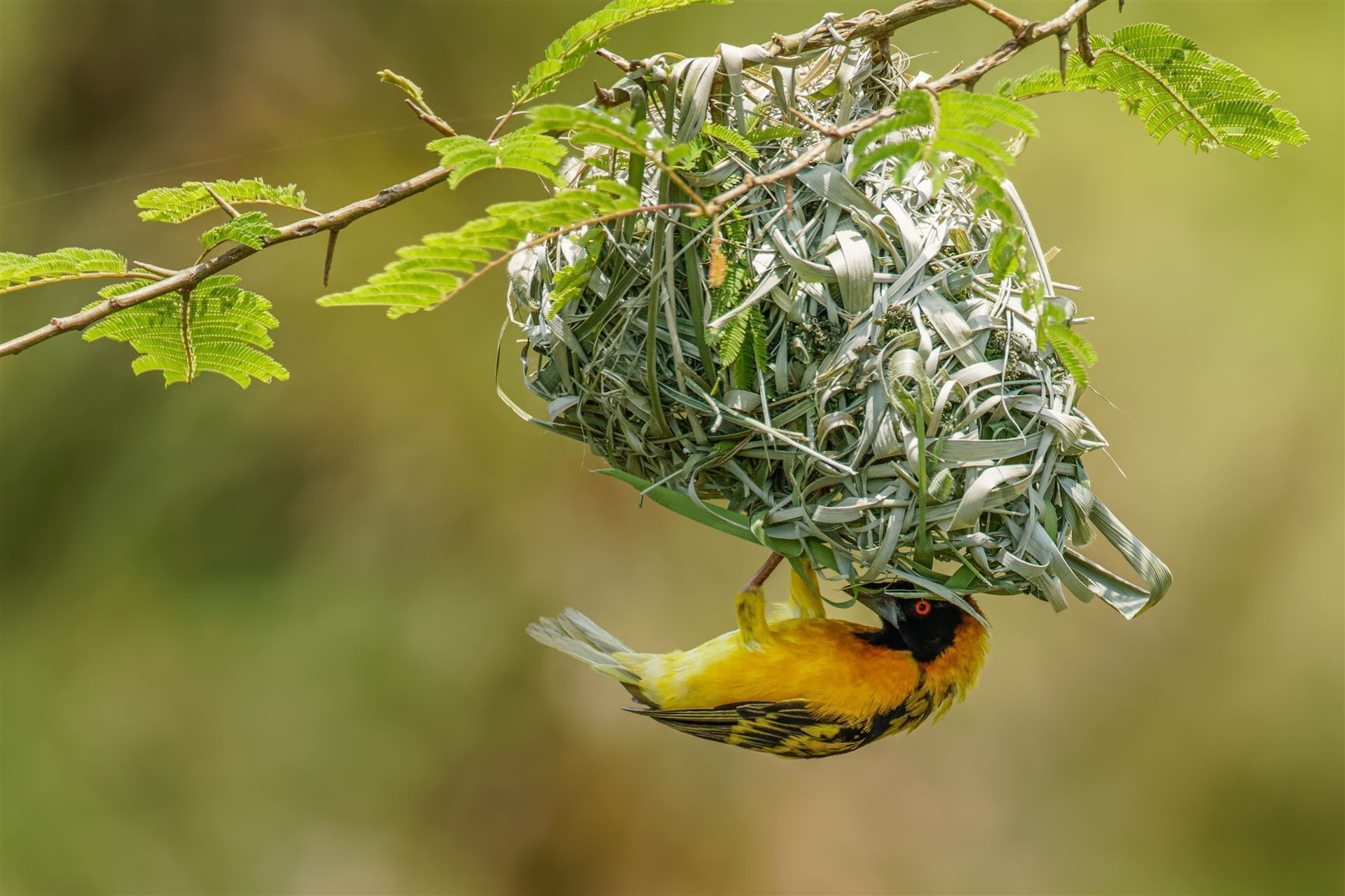 Nestbau