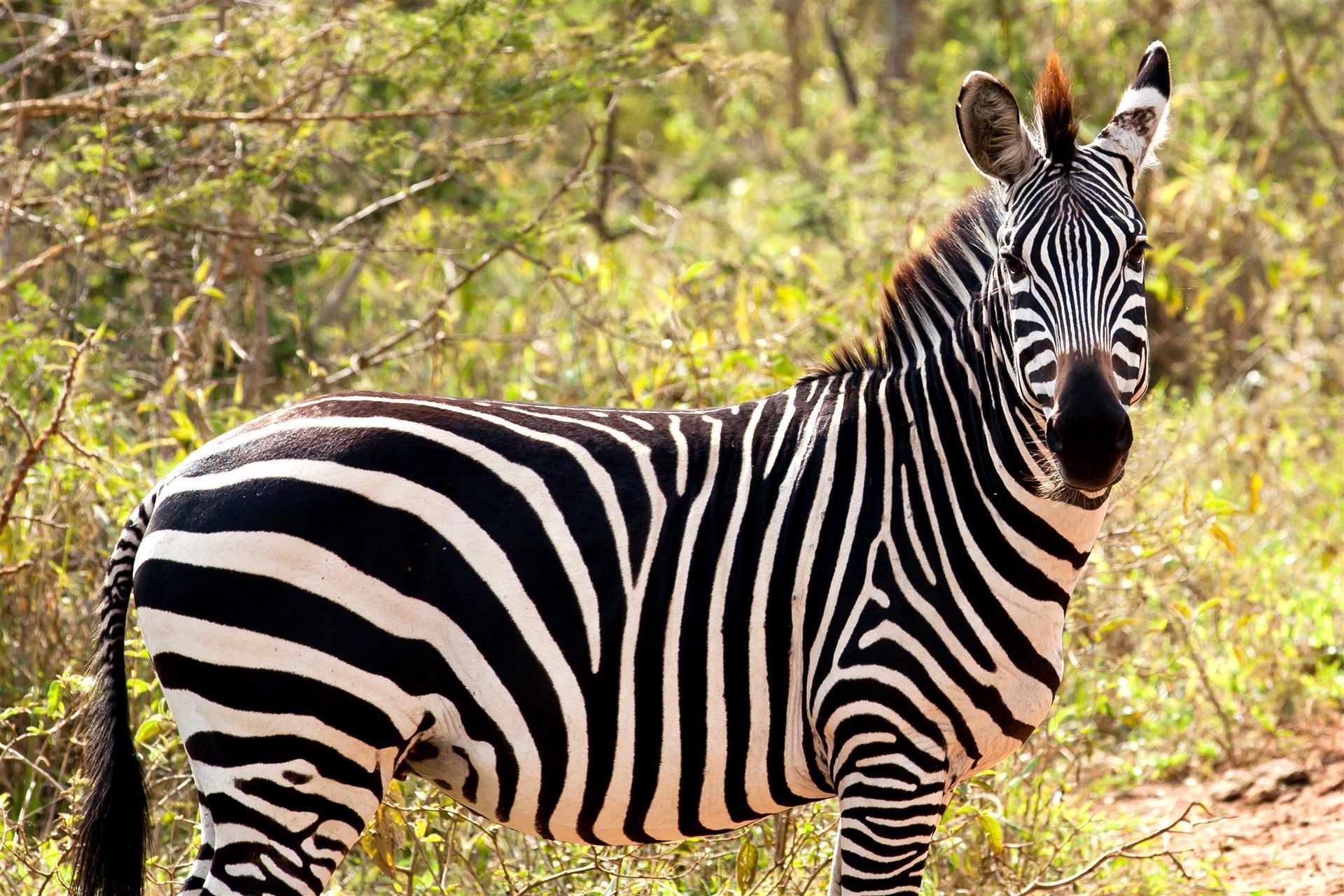 Zebra
