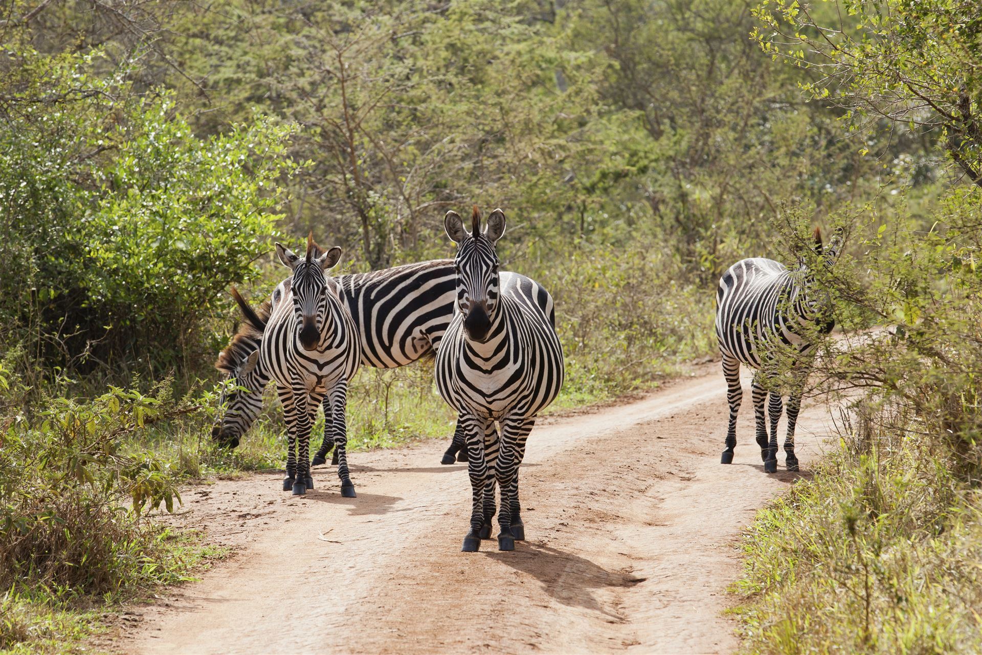 Zebragruppe