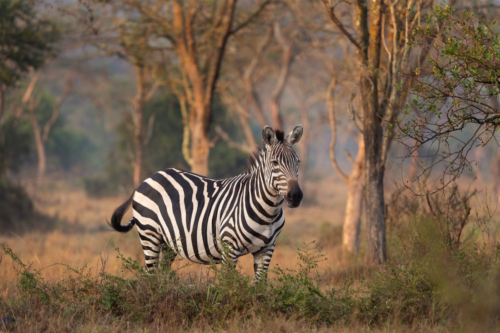 Steppenzebra